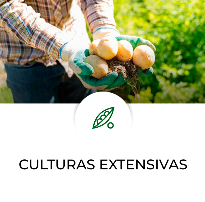 Culturas-relacionadas-Modelo-Frutas—Culturas-Extensivas